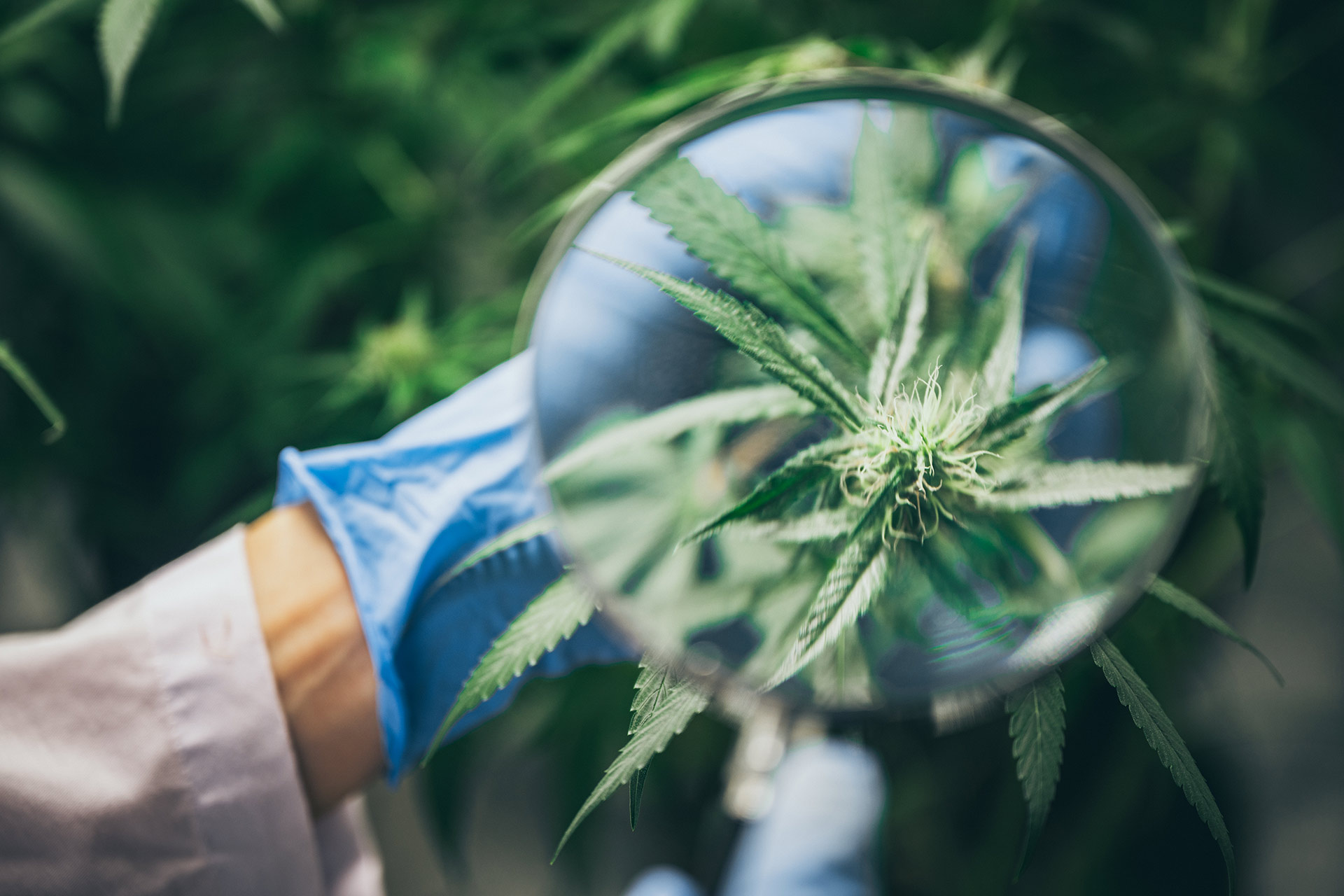 Medical Marijuana Needs To Be Legalized